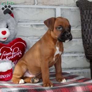 Chevy, Boxer Puppy